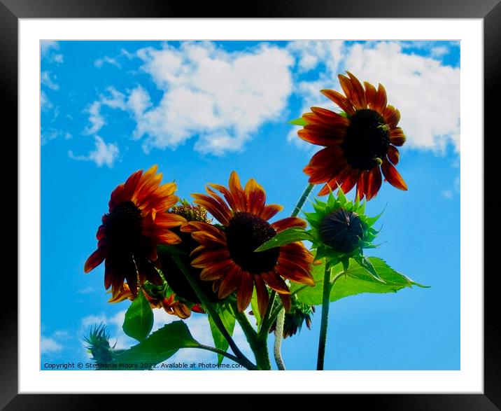 Reaching for the Sky Framed Mounted Print by Stephanie Moore