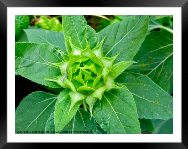 Sunflower Bud Framed Mounted Print by Stephanie Moore