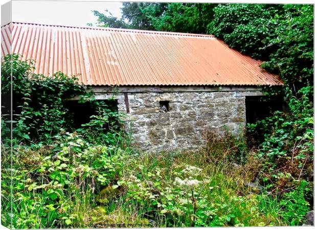 Overgrown barn Canvas Print by Stephanie Moore