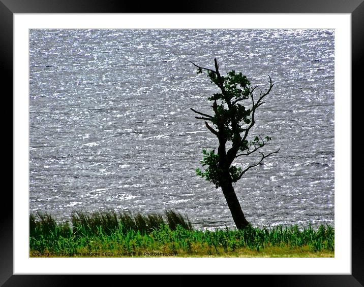 Lone tree Framed Mounted Print by Stephanie Moore