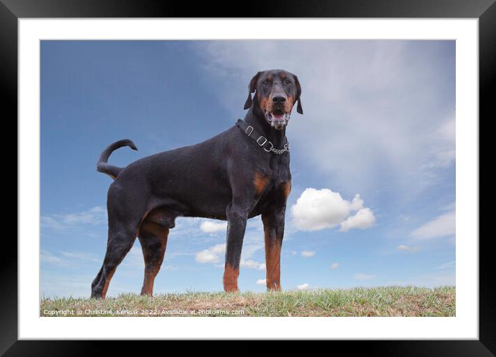 Dobermann Standing at the Top of a Grass Bank Framed Mounted Print by Christine Kerioak