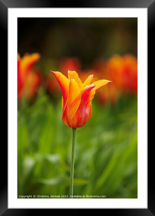 Red Orange and Yellow Tulip Framed Mounted Print by Christine Kerioak