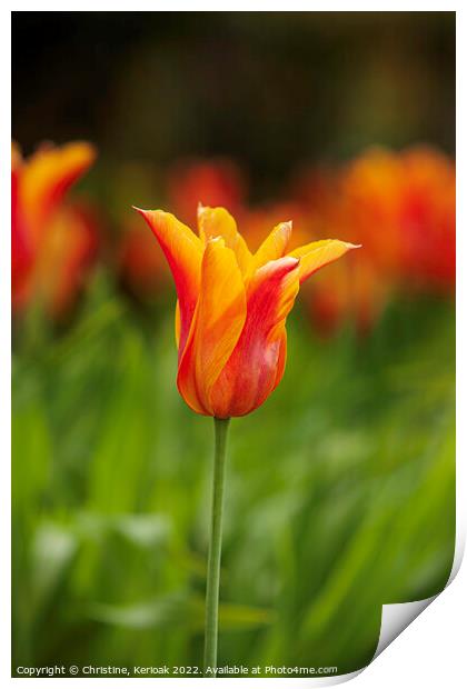 Red Orange and Yellow Tulip Print by Christine Kerioak