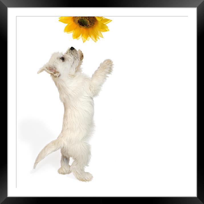 Westie Puppy and Sunflower Framed Mounted Print by Natalie Kinnear
