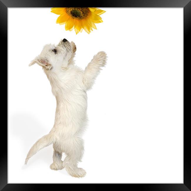 Westie Puppy and Sunflower Framed Print by Natalie Kinnear