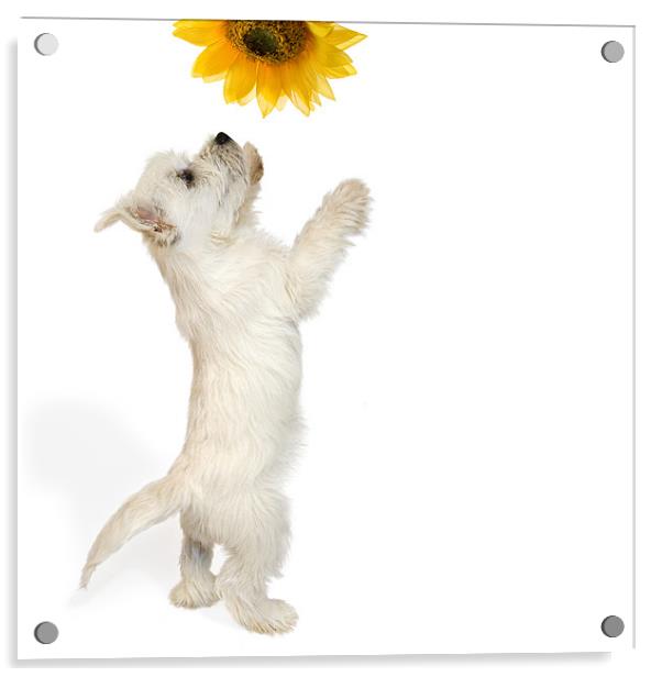 Westie Puppy and Sunflower Acrylic by Natalie Kinnear