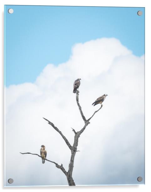 Buzzard Tree Acrylic by Mark Jones