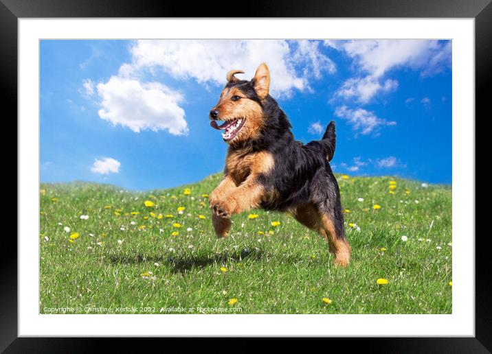 Young black and Tan Terrier leaping for joy Framed Mounted Print by Christine Kerioak
