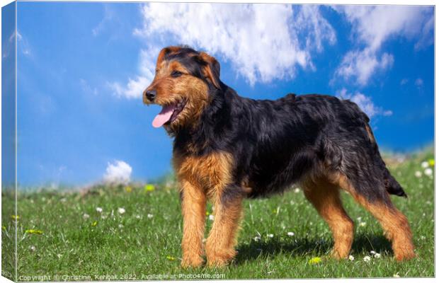 Young Terrier Standing on Grass Canvas Print by Christine Kerioak
