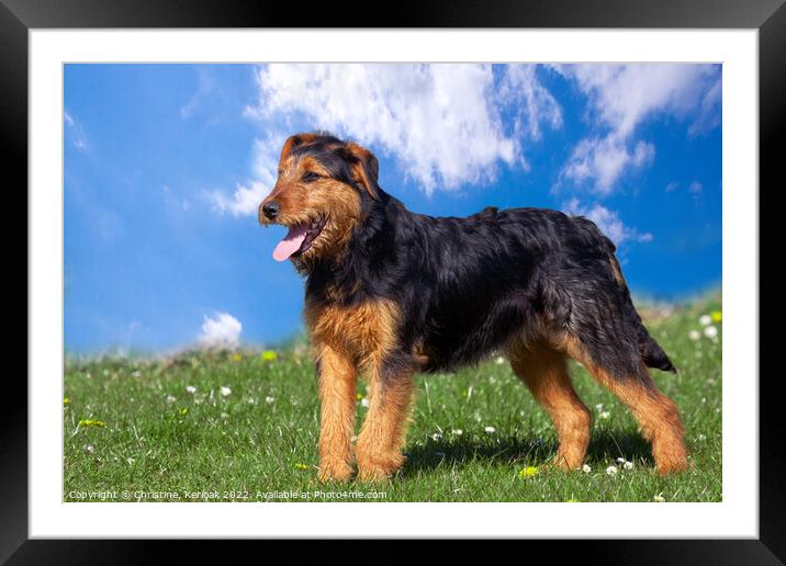 Young Terrier Standing on Grass Framed Mounted Print by Christine Kerioak