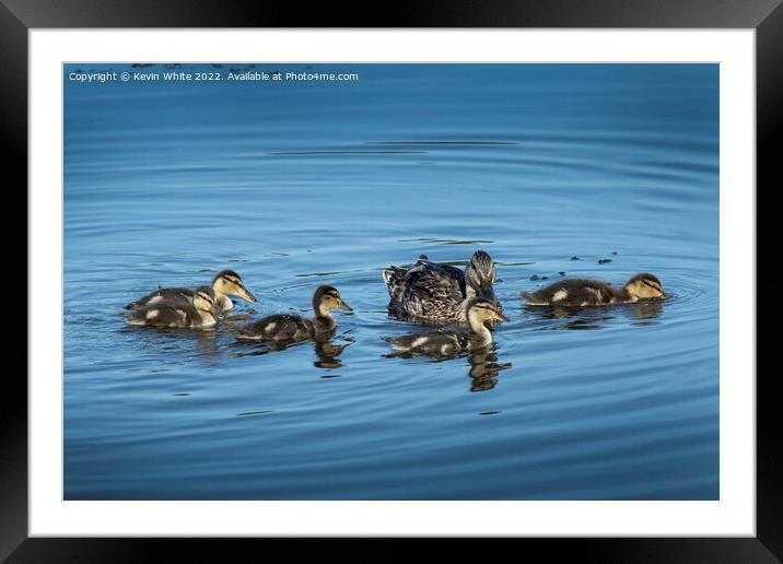 Mallard duck with her five ducklings Framed Mounted Print by Kevin White