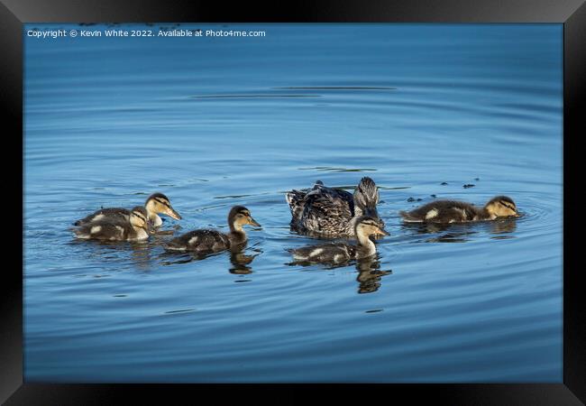 Mallard duck with her five ducklings Framed Print by Kevin White