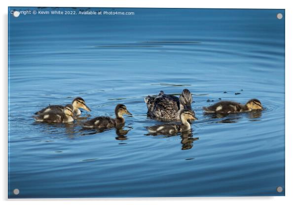 Mallard duck with her five ducklings Acrylic by Kevin White
