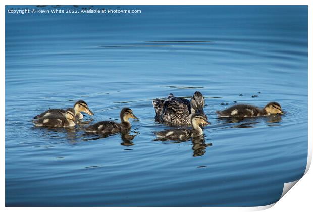 Mallard duck with her five ducklings Print by Kevin White