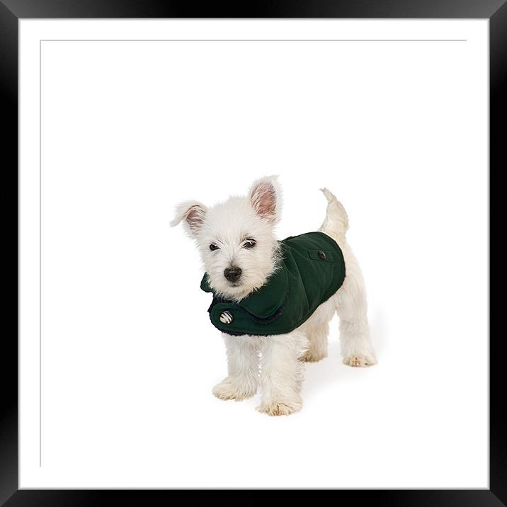 Westie Puppy in Coat Framed Mounted Print by Natalie Kinnear