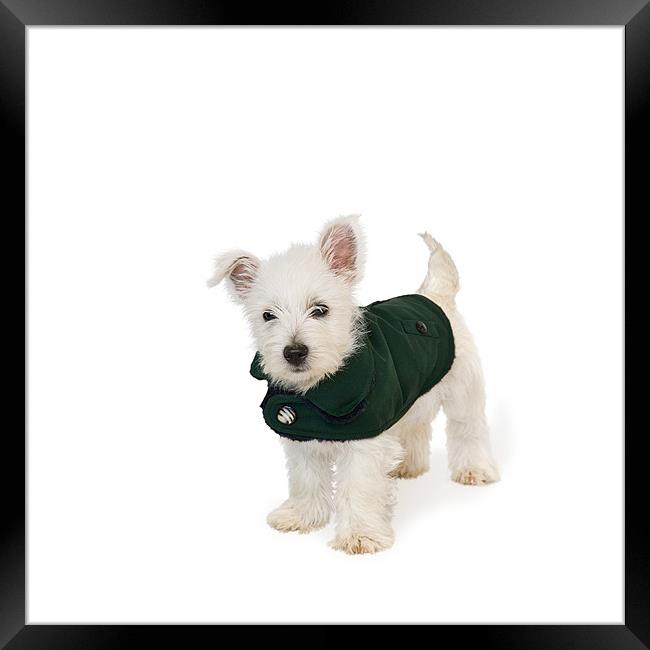 Westie Puppy in Coat Framed Print by Natalie Kinnear