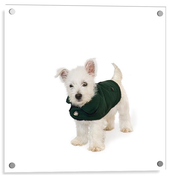 Westie Puppy in Coat Acrylic by Natalie Kinnear