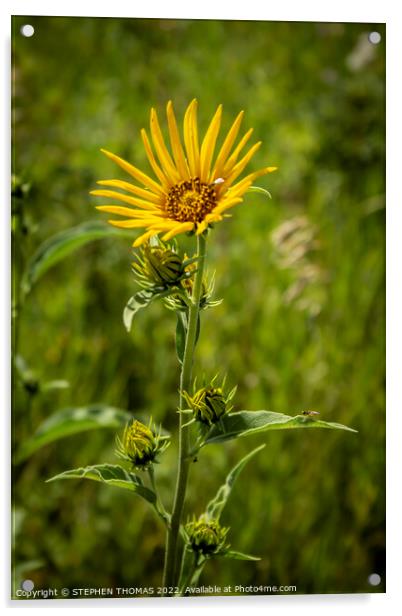 Wild Sunflower Acrylic by STEPHEN THOMAS