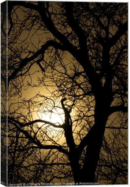 Catching The December Sun Canvas Print by STEPHEN THOMAS