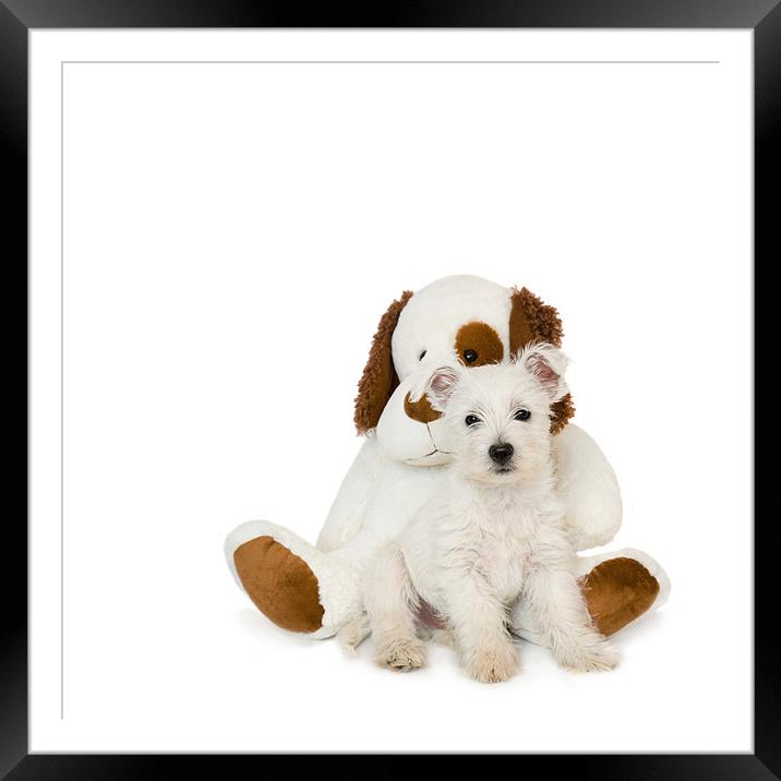 Westie Puppy and Teddy Bear Framed Mounted Print by Natalie Kinnear