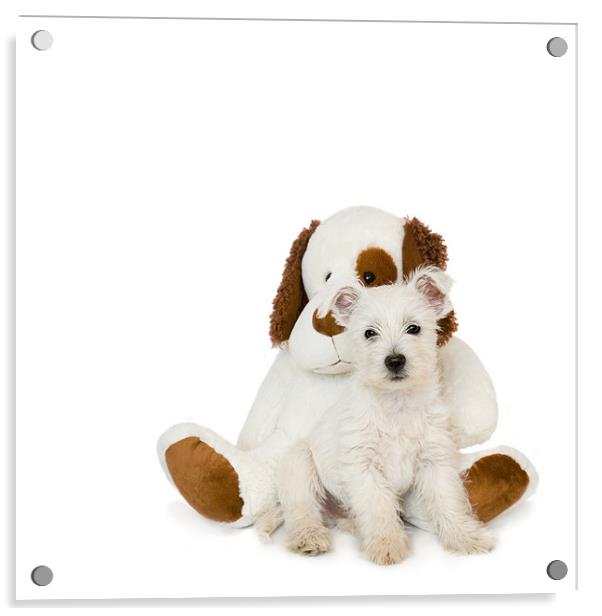 Westie Puppy and Teddy Bear Acrylic by Natalie Kinnear