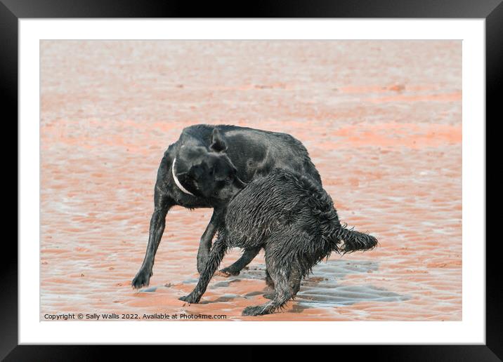 Black dogs play-wrestling on beach Framed Mounted Print by Sally Wallis