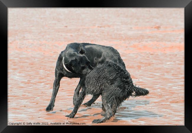 Black dogs play-wrestling on beach Framed Print by Sally Wallis