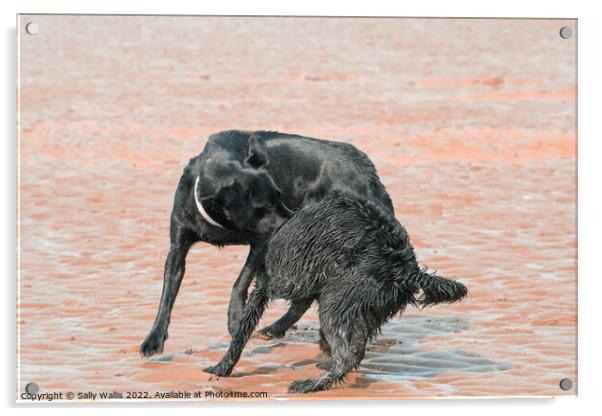 Black dogs play-wrestling on beach Acrylic by Sally Wallis