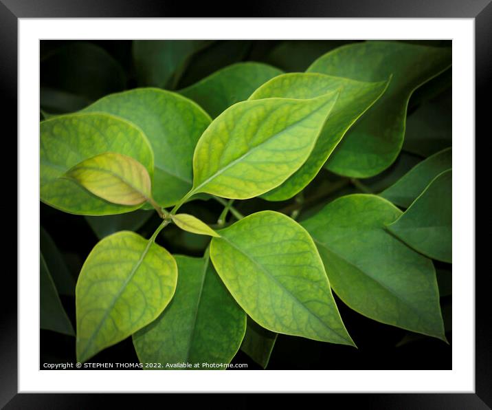 Lovely Lilac Leaves Framed Mounted Print by STEPHEN THOMAS