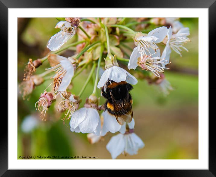 A bee deep in a flower Framed Mounted Print by Sally Wallis