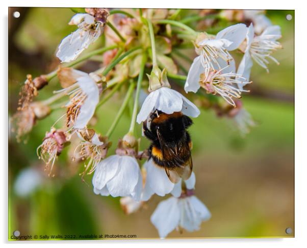 A bee deep in a flower Acrylic by Sally Wallis