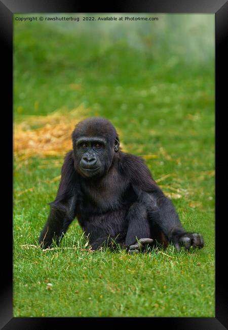 Gorilla Baby Sitting In The Grass Framed Print by rawshutterbug 