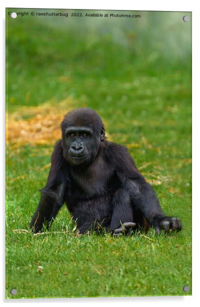 Gorilla Baby Sitting In The Grass Acrylic by rawshutterbug 