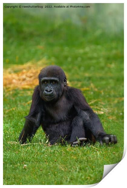 Gorilla Baby Sitting In The Grass Print by rawshutterbug 