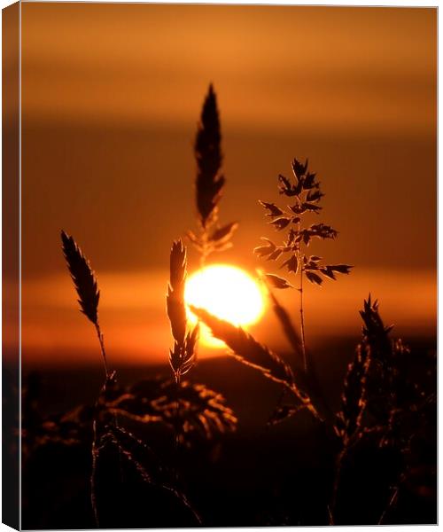 Grass In The Sunset Canvas Print by Anne Macdonald