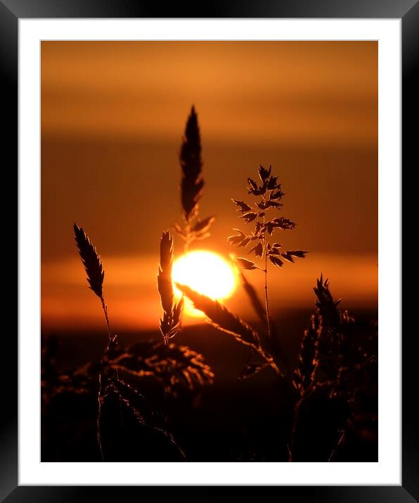 Grass In The Sunset Framed Mounted Print by Anne Macdonald
