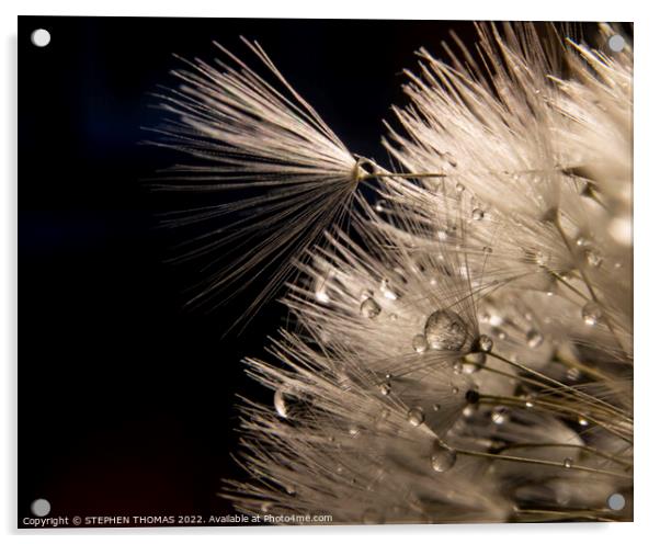 Wet Dandelion Fluff Macro Acrylic by STEPHEN THOMAS