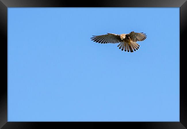 Hovering Kestrel Framed Print by Arterra 