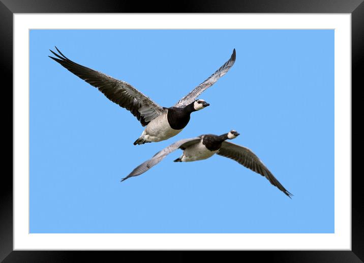 Two Barnacle Geese in Flight Framed Mounted Print by Arterra 