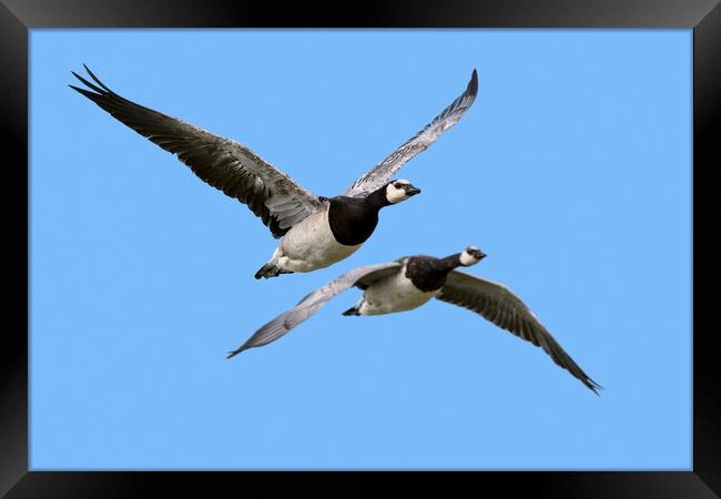 Two Barnacle Geese in Flight Framed Print by Arterra 