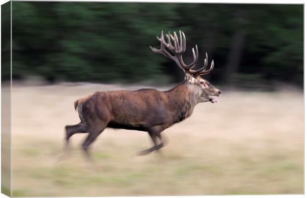 Running Red Deer Stag Canvas Print by Arterra 