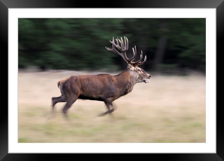 Running Red Deer Stag Framed Mounted Print by Arterra 