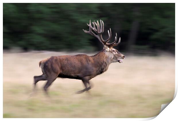 Running Red Deer Stag Print by Arterra 