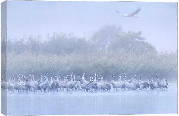 Cranes in the Mist Canvas Print by Arterra 