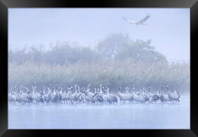 Cranes in the Mist Framed Print by Arterra 