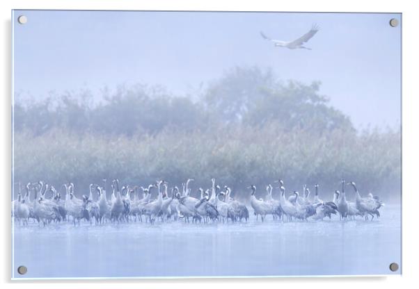 Cranes in the Mist Acrylic by Arterra 