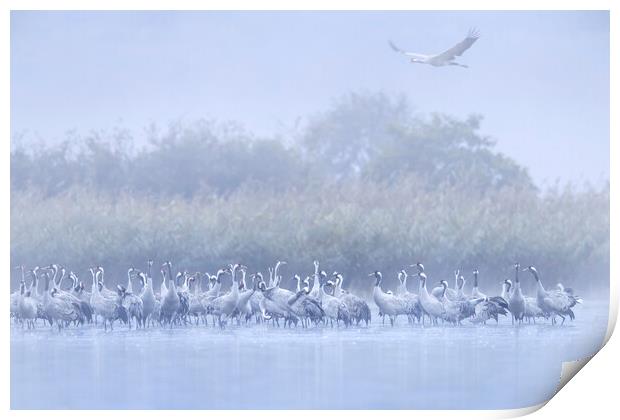 Cranes in the Mist Print by Arterra 