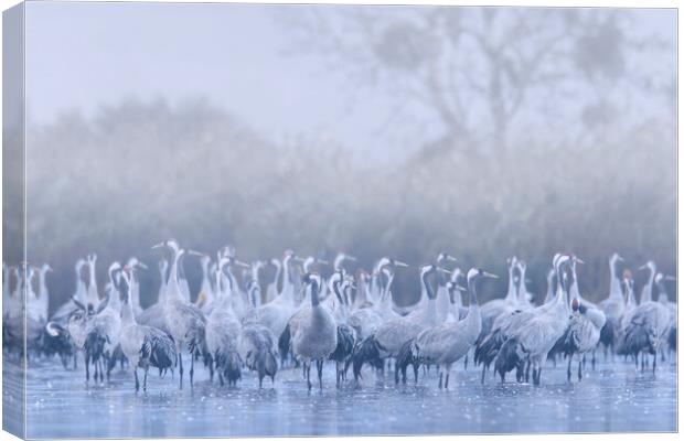 Flock of Cranes in the Mist Canvas Print by Arterra 