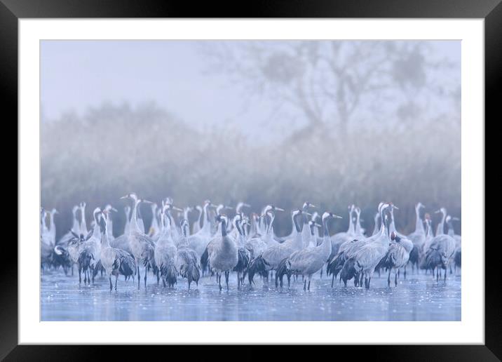 Flock of Cranes in the Mist Framed Mounted Print by Arterra 