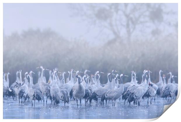 Flock of Cranes in the Mist Print by Arterra 
